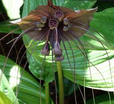 Please complete your information below to creat an account. Plants For Sale Tacca Chantrieri Black Batflower South Africa Cultivo Carnivores