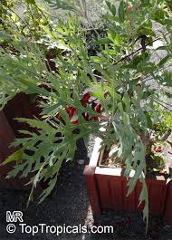 Image result for Cussonia sessilis