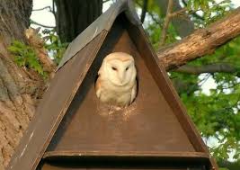 Today, barn owls are often found roosting and nesting in old barns or abandoned buildings. Barn Owl Nest Box For Sale Woodworking Projects Plans Owl Nest Box Owl Nesting Owl Box