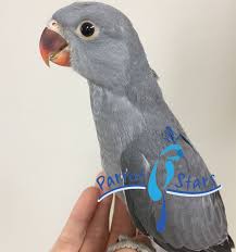 These talkative parakeets make playful pets. Indian Ringneck Parakeet Grey Female