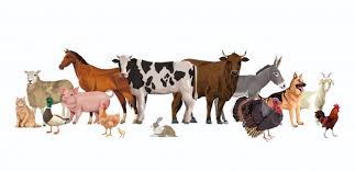 Maybe you would like to learn more about one of these? Livestock Images Free Vectors Stock Photos Psd