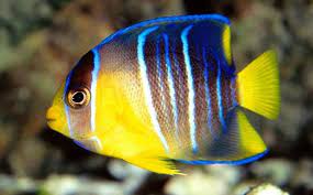 Pez Angel Peces Tropicales Peces De Agua Salada Peces De Colores