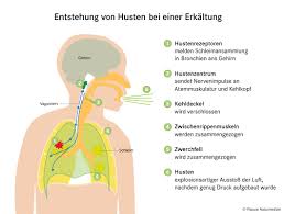 Husten Ursache Formen Hausmittel Pascoe