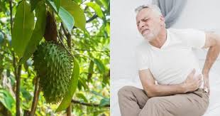 Durian belanda atau soursop, buah dari pohon graviola adalah pembunuh semulajadi sel kanser yang ajaib. 12 Manfaat Daun Sirsak Bagi Kesehatan Dan Cara Pengolahannya