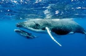 Il professionista, agitandosi all'interno del all'inizio avevo temuto di essere stato attaccato da uno squalo. Pescatore Aragoste Inghiottito Da Una Balena E Vivo Per Miracolo