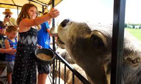 Leadership learn about our boards, which empower the zoo to protect wildlife each and every day. Dutch Creek Farm Animal Park Shipshewana In 46565