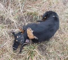 ŠTĚŇÁTKA  PUPPIES :: Abonito-hovawart