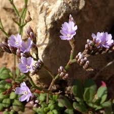 Image result for Limeum viscosum