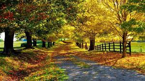 Browse the nature wallpaper category to select the best wallpaper for your desktop or mobile background. Nature Wallpapers Hd For Desktop Desktop Wallpapers 1920x1080 Wallpaper Teahub Io