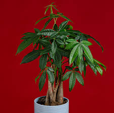 Image result for Pachira glabra