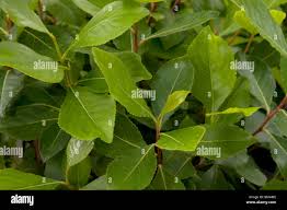 Image result for Catha edulis