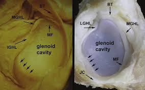 3 problems of the shoulder. Macroscopic View Of The Glenoid Cavity Human Left And Dog Right Download Scientific Diagram