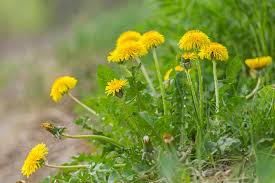 Image result for Taraxacum