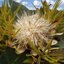 Image result for Protea angolensis