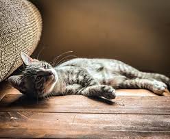 Symptoms start showing up after the incubation period of about 3 to 7 days. Cat Heart Disease Congestive Failure Warning Signs Treatment
