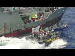 Spanish navy boats protecting an oil drilling ship rammed greenpeace boats during a protest, leaving one activist with a broken leg and another with minor cuts. Greenpeace Take Action Against Controversial Tuna Vessel Youtube