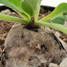 Image result for Aeollanthus subacaulis