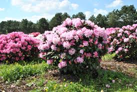 The fungus phytophthora species causes one of the most common disease problems in the landscape for rhododendron and azalea. Rhododendron Y Polaris Rhododendron Y Polaris Van Den Berk Baumschulen
