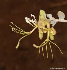 Image result for Cadaba natalensis