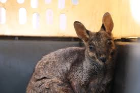The wallaby is very similar to a kangaroo but they are distinct enough in various features and dna. Department Of Land And Natural Resources 06 25 20 Adult Rock Wallaby Returns To The Forest