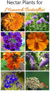 Attracting Monarch Butterflies Way Stations Start Seeing Monarchs Day Butterfly Garden Design Butterfly Garden Plants Butterfly Plants