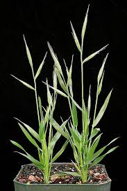 Image result for Brachythrix glomerata