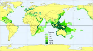 Seagrass And Seagrass Beds Smithsonian Ocean