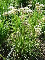 Allium Obliquum Twistedleaf Garlic Plants Allium Plant Database