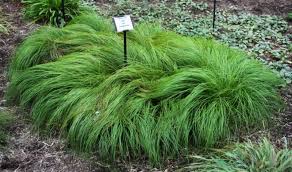 Image result for Carex cognata