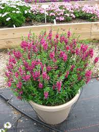 Pin On Garden Worthy Plants And Flowers