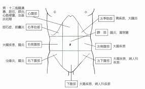 腹痛の部位の違いは 季肋部 心窩部はどこ 医学的見地から 医学 腹痛 部位