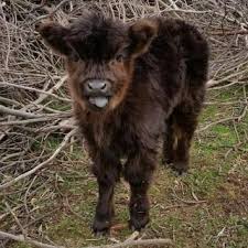 Youcamp Quamby Park Farm Stay Petting Zoo Nsw Zoo Animals Camping Near Me Best Campgrounds