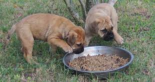 Bullmastiff - Caring, Feeding And Grooming Guidelines