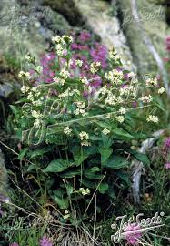 Image result for Vincetoxicum afrum