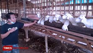 Perbedaan yang mendasar kandang kambing klasik dengan kandang kambing modern, terletak pada fungsi kandang kambingnya. Mantan Tki Di Gresik Sukses Beternak Kambing Dengan Metode Modern Times Indonesia