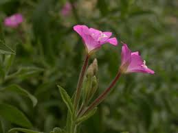Image result for Epilobium hirsutum