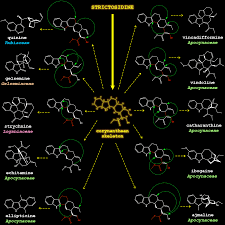 Image result for Corynanthe