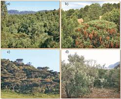 Image result for Lepidotrichilia volkensii