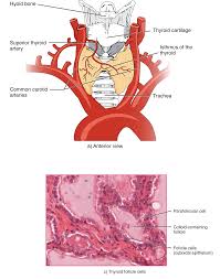 17 4 The Thyroid Gland Anatomy Physiology