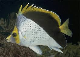 Image result for Cyphia richardsiae