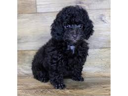 A white poodle, exquisitely clipped and groomed, may look as if he or she were born to wear diamond collars. Miniature Poodle Puppies Petland St Louis Missouri