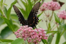 Image result for Asclepias palustris