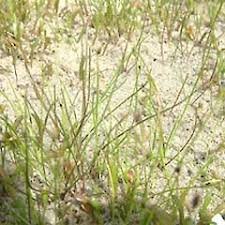 Image result for Isolepis sp.no.1