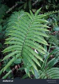 Image result for Pneumatopteris afra