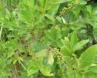 Image result for Rytigynia sp. M