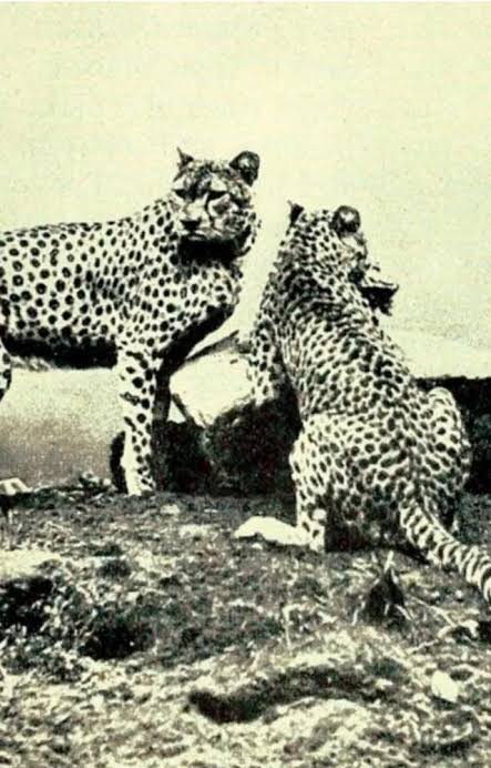 Translocation of Cheetah into India`s wild