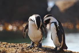 Birds That Look Like Penguins But Aren T 15 Facts That Will Instantly Make You Happier Happy Facts Penguins Animal Facts