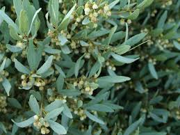 Image result for Euclea