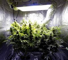 You could probably do the same (but, not quite as large.). Top 6 Best 3x3 Grow Tent Reviews Of 2020 Growyour420