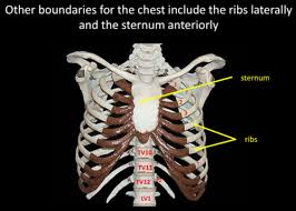 Check spelling or type a new query. Anatomy Of Chest And Abdomen Flashcards Quizlet